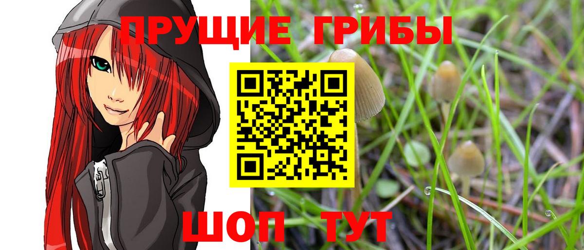 Псилоцибиновые грибы мицелий Избербаш